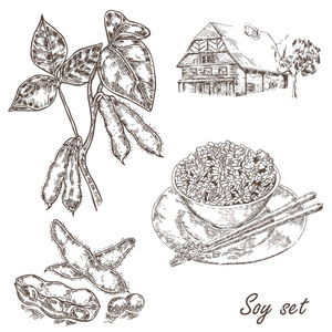 大豆图大豆根小树枝和大豆.向量集.在素描风格的插图照片