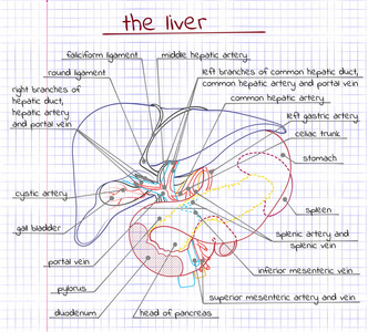 肝脏和有关的机关的例证