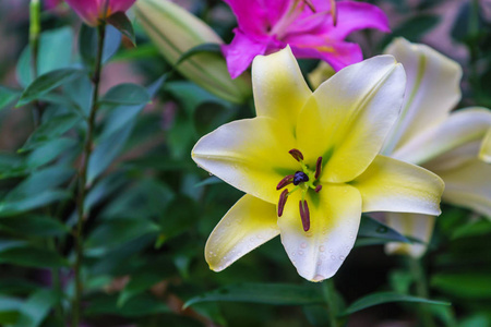 百合花在植物园开花在冬天