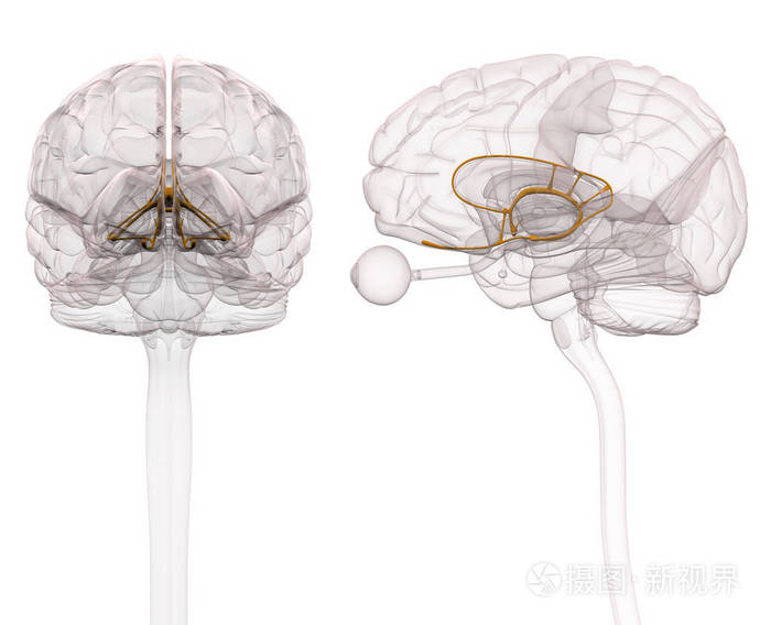 边缘系统大脑解剖-3d 图