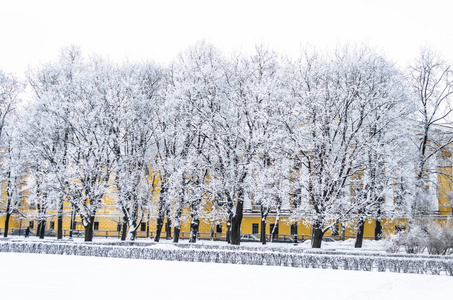 亚历山大花园中被白雪覆盖的树木