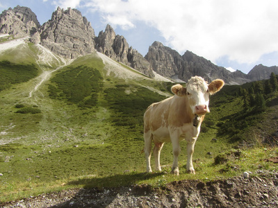 在阿尔卑斯山牛
