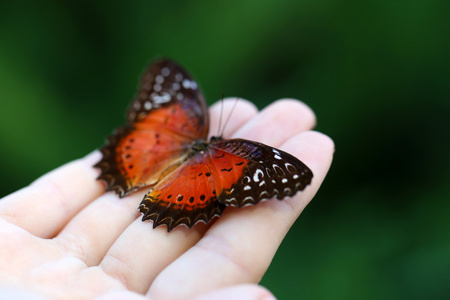 在女性手中，五颜六色的蝴蝶特写