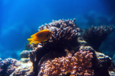 红海水族馆的鱼