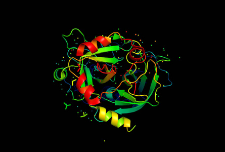 蛋白质分子的3d 模型