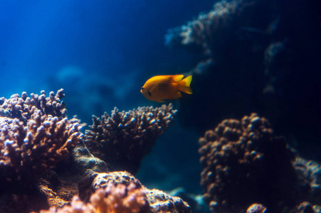 红海水族馆的鱼