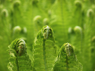 羽毛球蕨幼泉照片