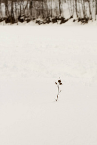 雪中的小植物图片