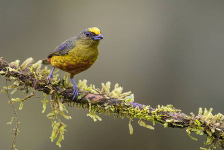 橄榄支持的 EuphoniaEuphonia gouldi, 美丽的彩色栖息鸟类从哥斯达黎加森林