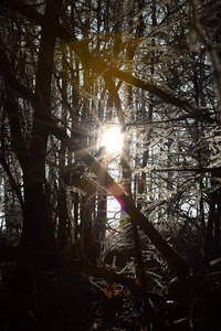 冻伤的阳光在森林中闪耀