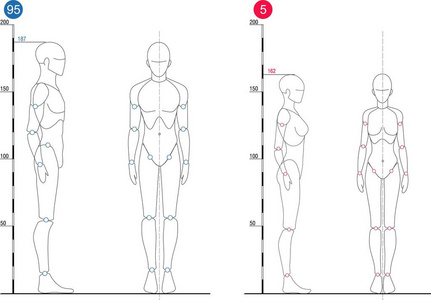 男人和女人的百分位数。姿势 Modulor