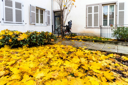 秋天的叶子 ouse 入口附近的黄色封面