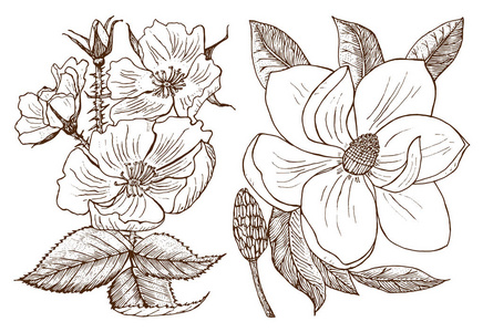 婚礼植物花卉在花园或春季植物。水仙或叶和芽。矢量插图。雕刻手工画在老古董素描为卡片