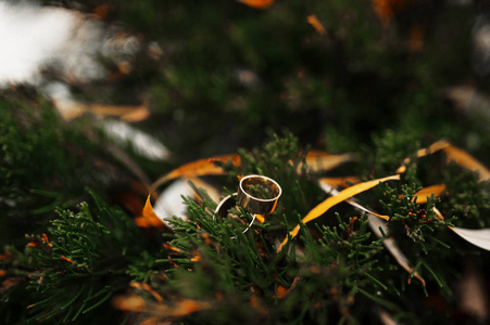在冬季的一天在松针上的结婚戒指