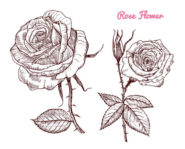 婚礼植物花卉在花园或春季植物。玫瑰叶和芽。矢量插图。雕刻手工画在老古董素描为卡片