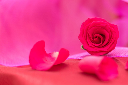 特写镜头的红玫瑰和花瓣粉红色背景及副本空间