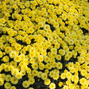 茼蒿菊 (茼蒿) 背景图像照片