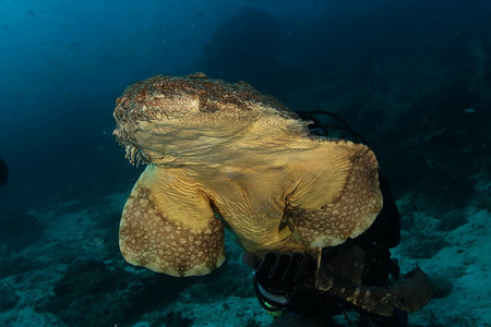 珊瑚潜水印尼海洋的生命