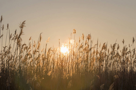 芦苇在日落。美丽的夕阳与芦苇