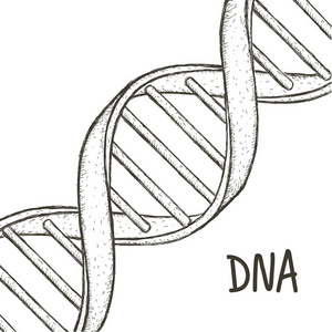 dna 螺旋符号.基因图标照片