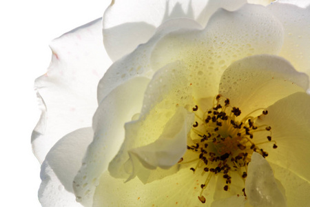 美丽的白色玫瑰特写和阳光