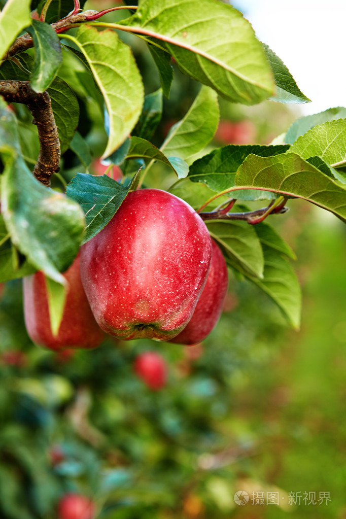 红苹果在树上