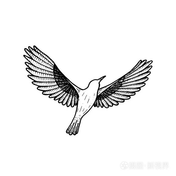 手工画线艺术的动物.在白色背景上的鸟类隔离线.自由的象征.纹身设计
