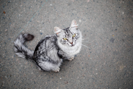 灰色的虎斑猫照片