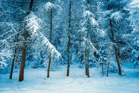 冰冻的森林雪，冬季景观与