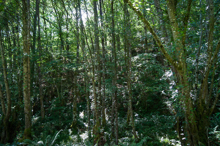 圣加利西亚的树木森林