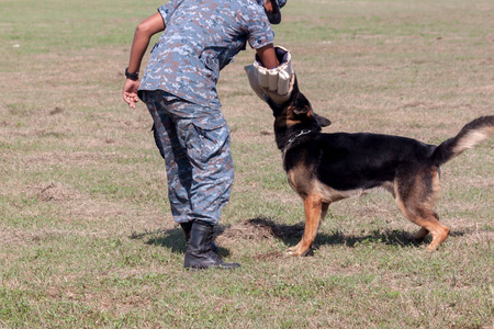 士兵从 K9 狗单位