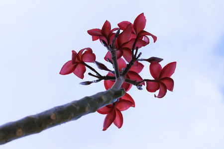 自然鸡蛋花花