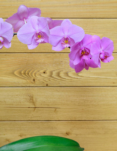 兰花花背景的木板墙上