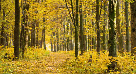 金色秋天森林与阳光