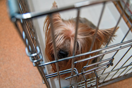 约克郡猎犬未切割的狗在笼子里。Yorkies 狗顶视图