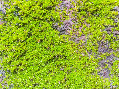 用苔藓和地衣封闭旧砖墙