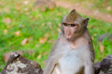 猴子在印度支那寺