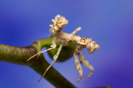 宏光螳螂 Blepharopsis mendica