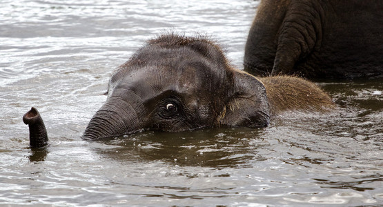 近距离的可爱游泳的大象