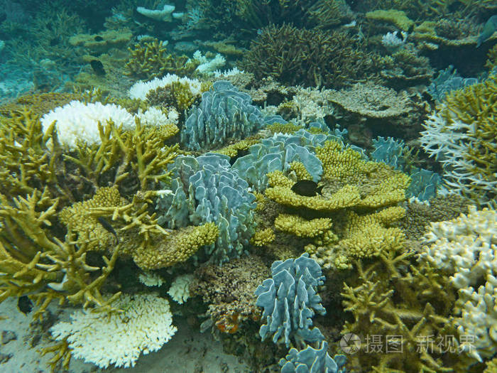 海底世界与珊瑚和热带鱼 珊瑚礁生活 五颜六色的珊瑚 海洋景观珊瑚礁与石珊瑚和异国情调的鱼类在热带海照片 正版商用图片0g3eou 摄图新视界