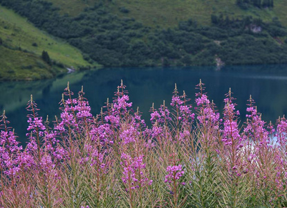 小牧场上升在湖 Engstlensee