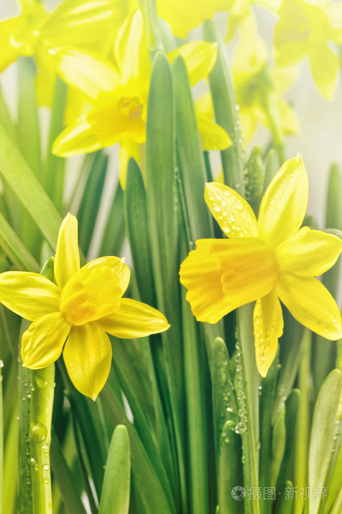 黄色的水仙花和绿色的树叶照片 正版商用图片0g3fvx 摄图新视界