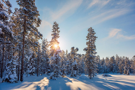 冬天的雪景太阳与雪覆盖树木