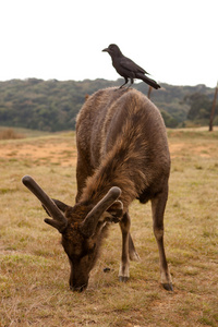 斯里兰卡黑鹿在霍顿平原国家公园