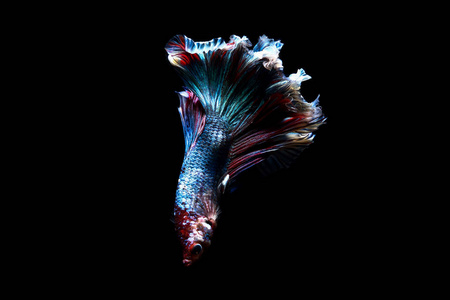 斗鱼, 暹罗鱼在泰国孤立的黑色照片
