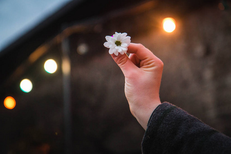 菊花在手。自由空间。鲜花在手