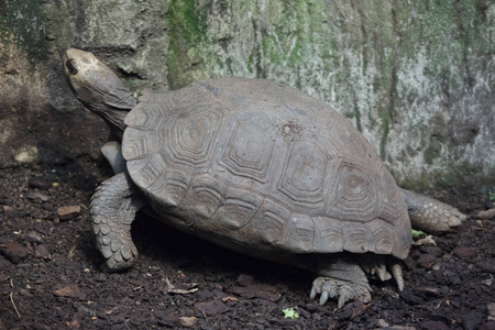 亚洲巨型龟的特写, 也被称为南褐龟