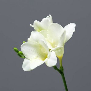 美丽小苍兰花图片-美丽小苍兰花素材-美丽小苍兰花插画-摄图新视界