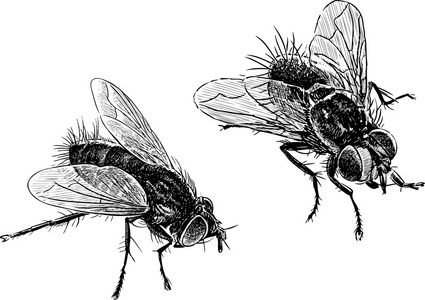 两个翅膀的昆虫图片