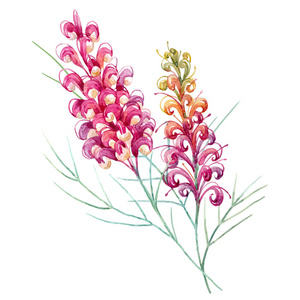 水彩澳大利亚 grevillea 花
